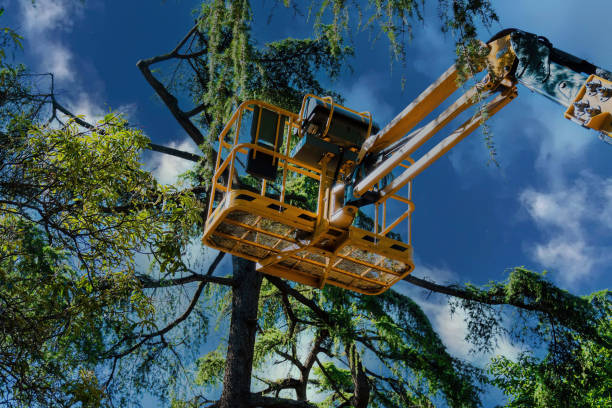 Tree Root Removal in Weleetka, OK